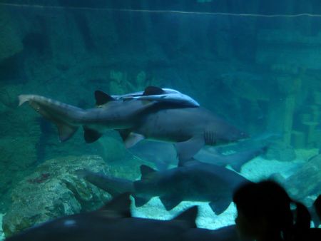 青島有哪些風景名勝??！